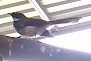 Spot-breasted Fantail - ML74092171