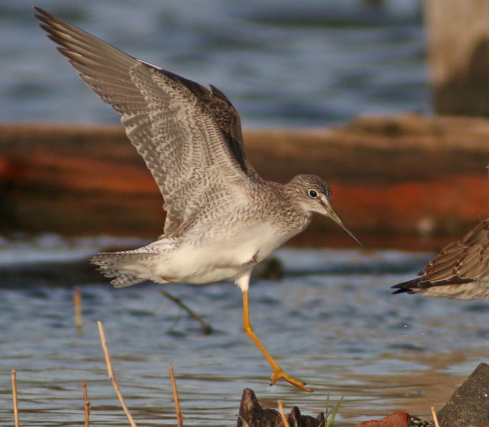 Greater Yellowlegs - Corey Finger