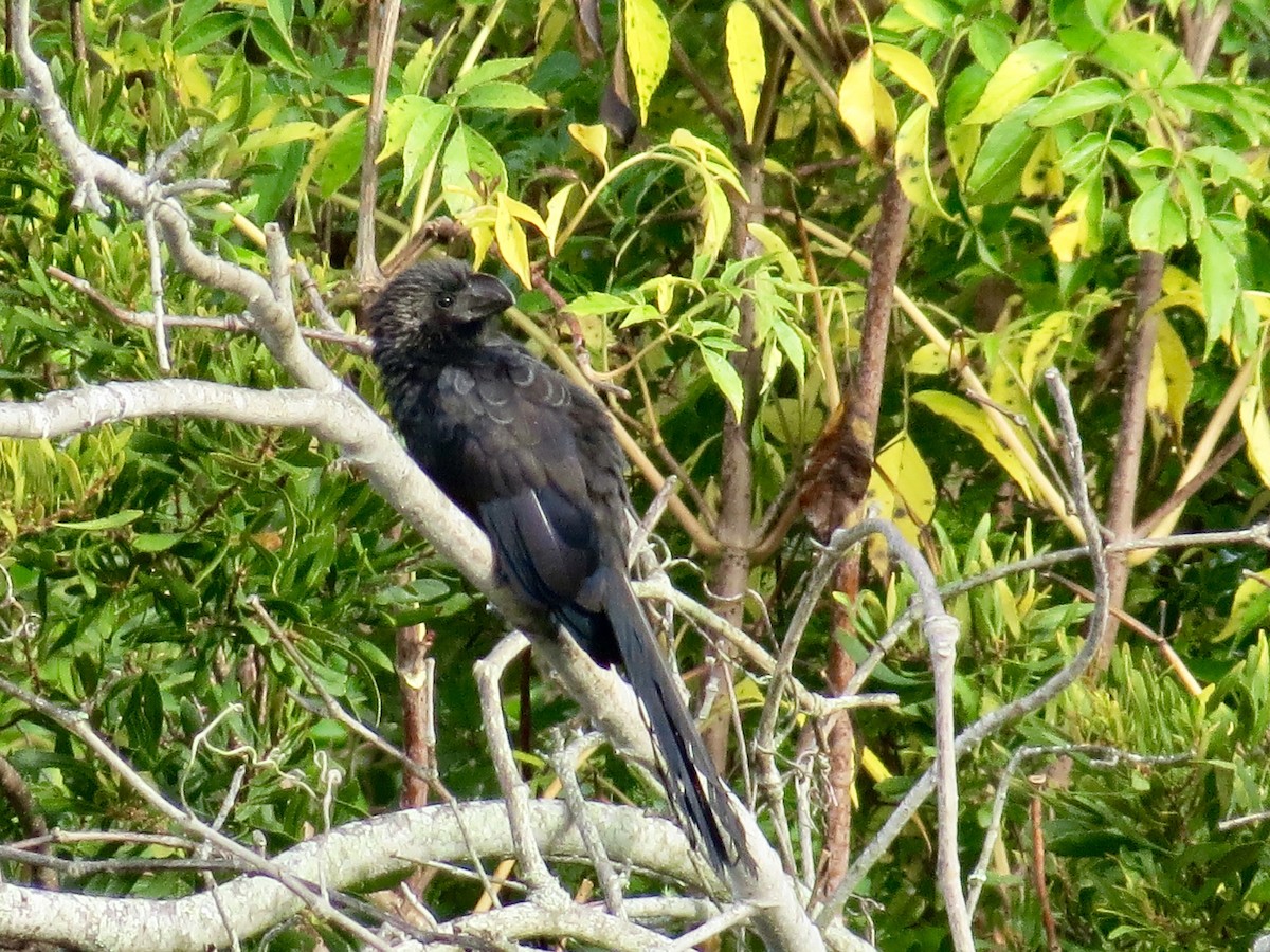 Smooth-billed Ani - Holly Cox