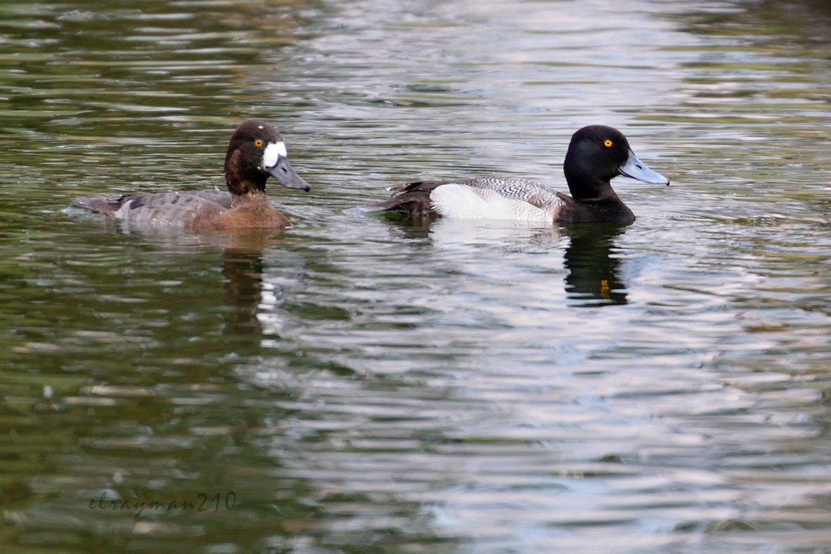 Lesser Scaup - ML74095561