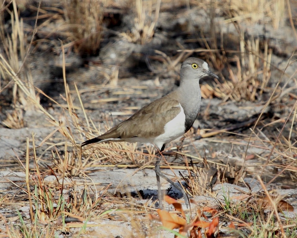 Senegal Lapwing - Bassel Abi Jummaa