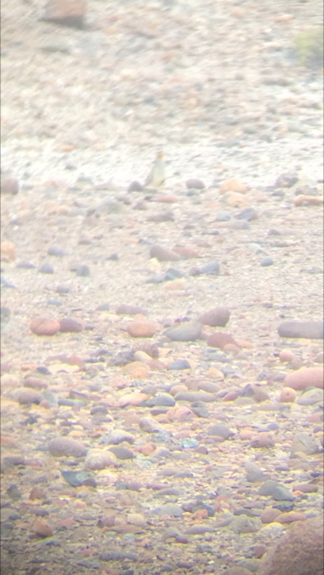 Tawny-throated Dotterel - ML74096101