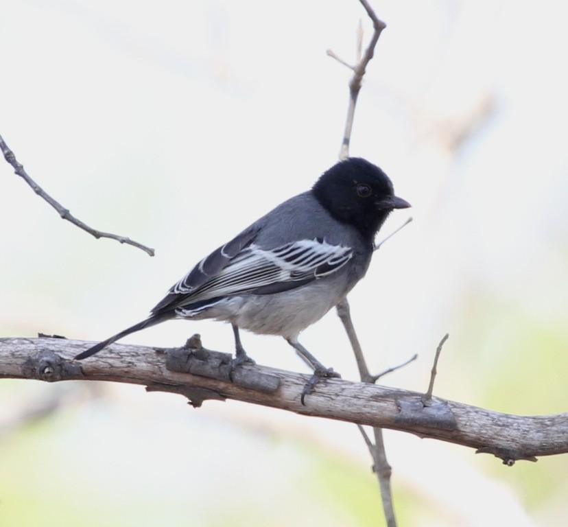 Carbonero Ventrirrufo (pallidiventris) - ML74096121