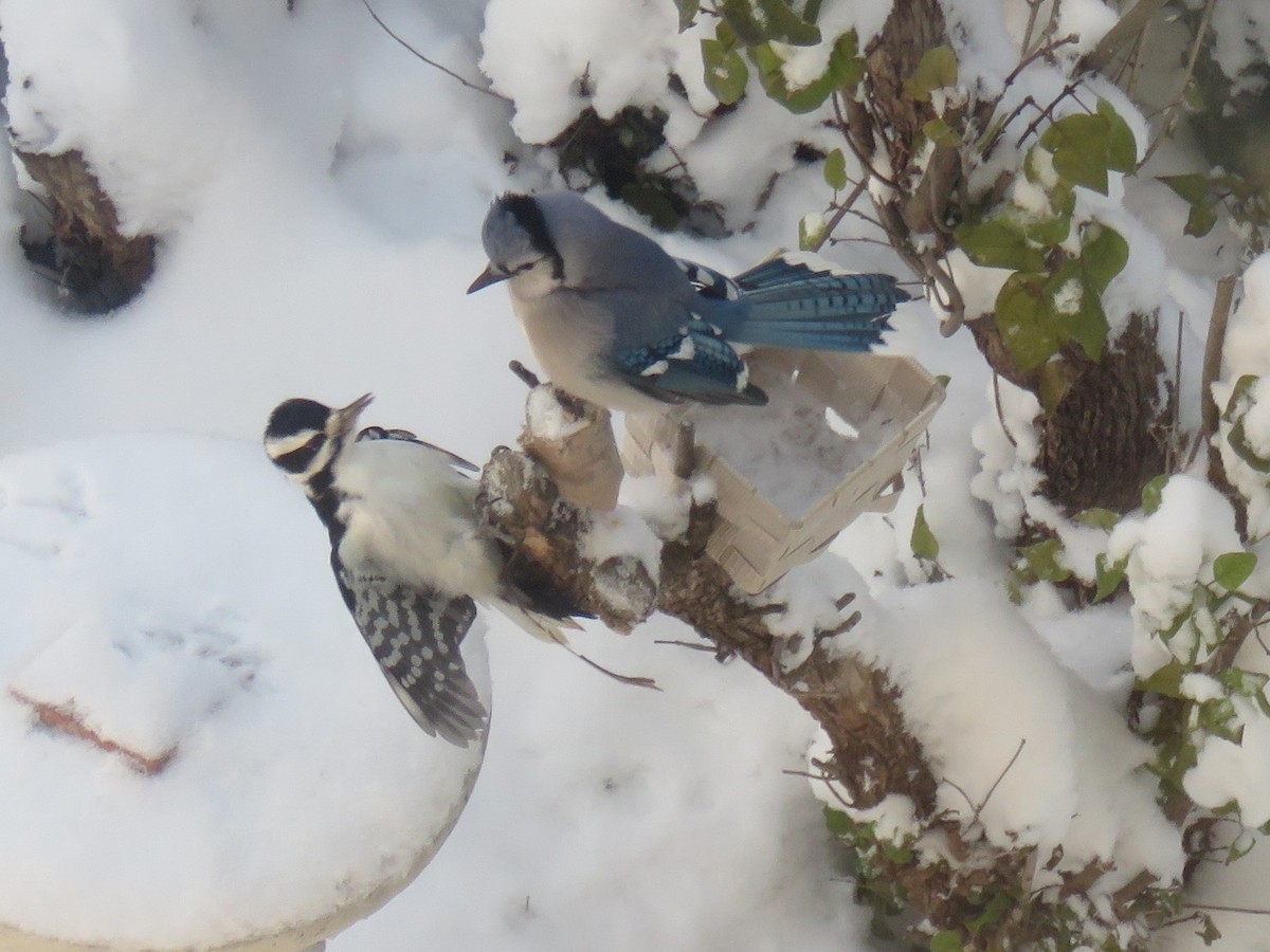 Hairy Woodpecker - J Watt