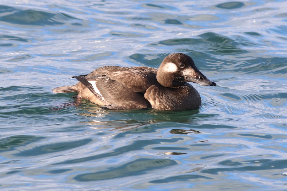 White-winged Scoter - Kevin Smith
