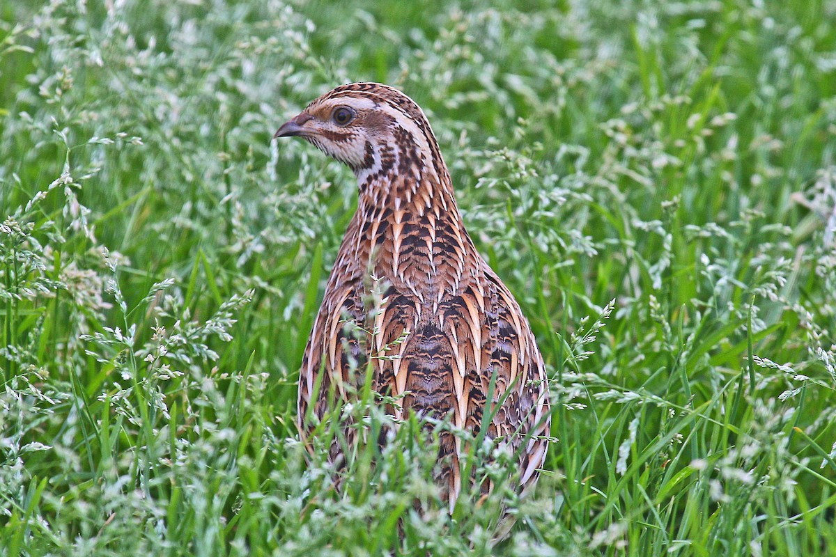 Common Quail - ML74097911