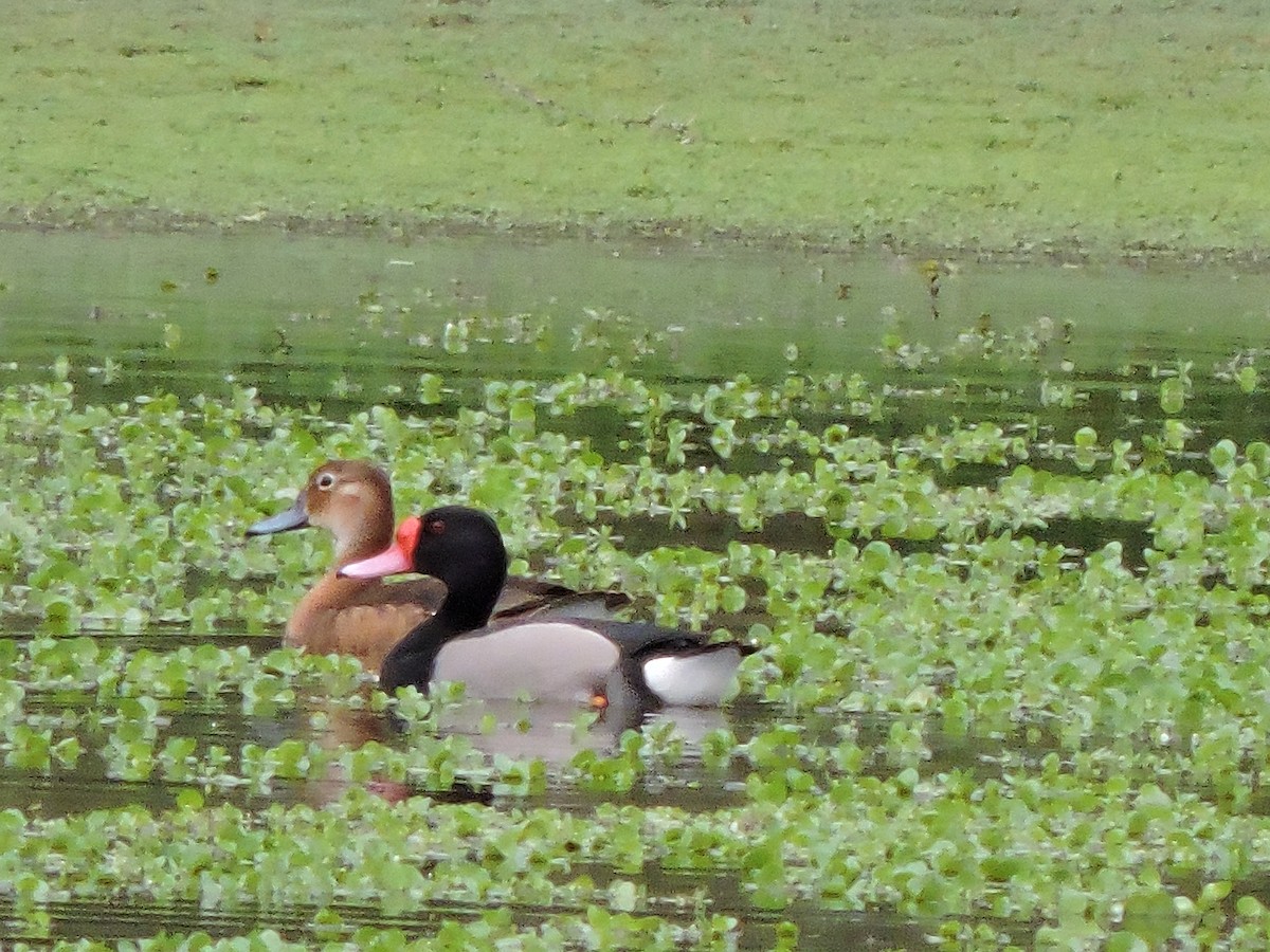 Rosy-billed Pochard - samuel olivieri bornand