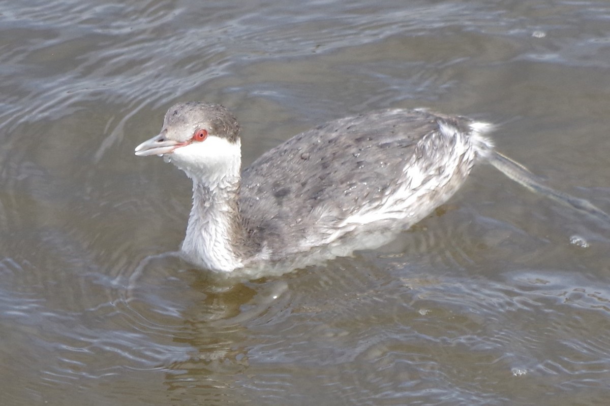 Horned Grebe - ML74098751