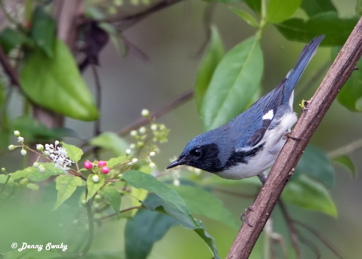 Black-throated Blue Warbler - ML74100231