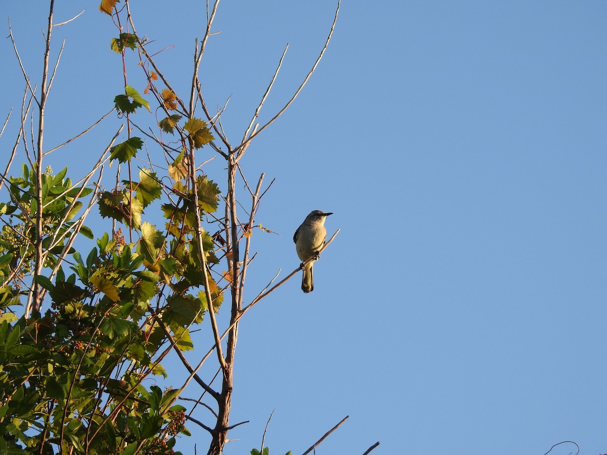 Northern Mockingbird - ML74101421