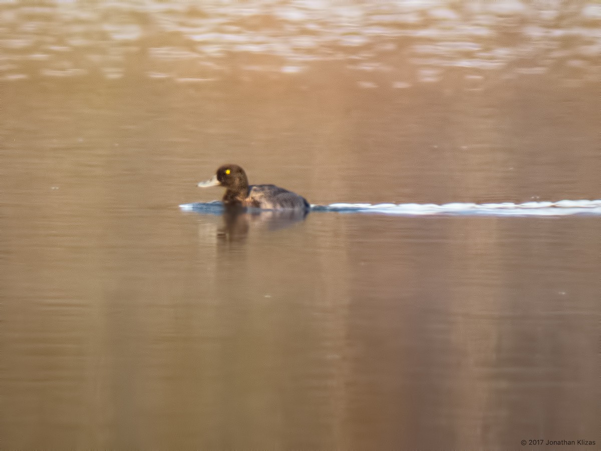 Greater Scaup - ML74101671