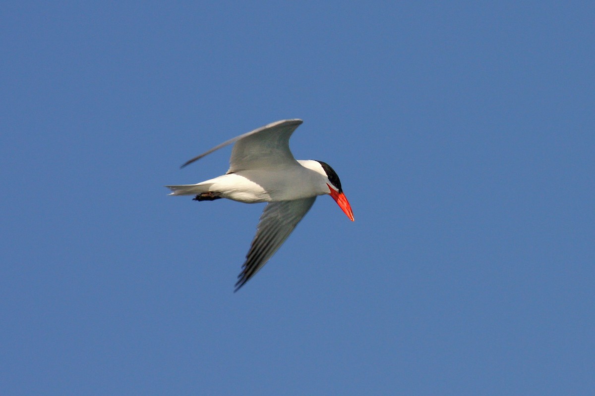 Caspian Tern - James Kennerley