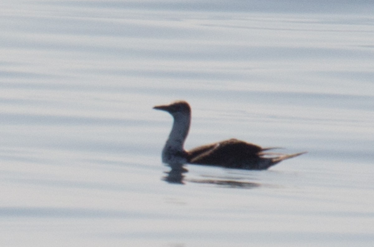 Northern Gannet - ML74103651