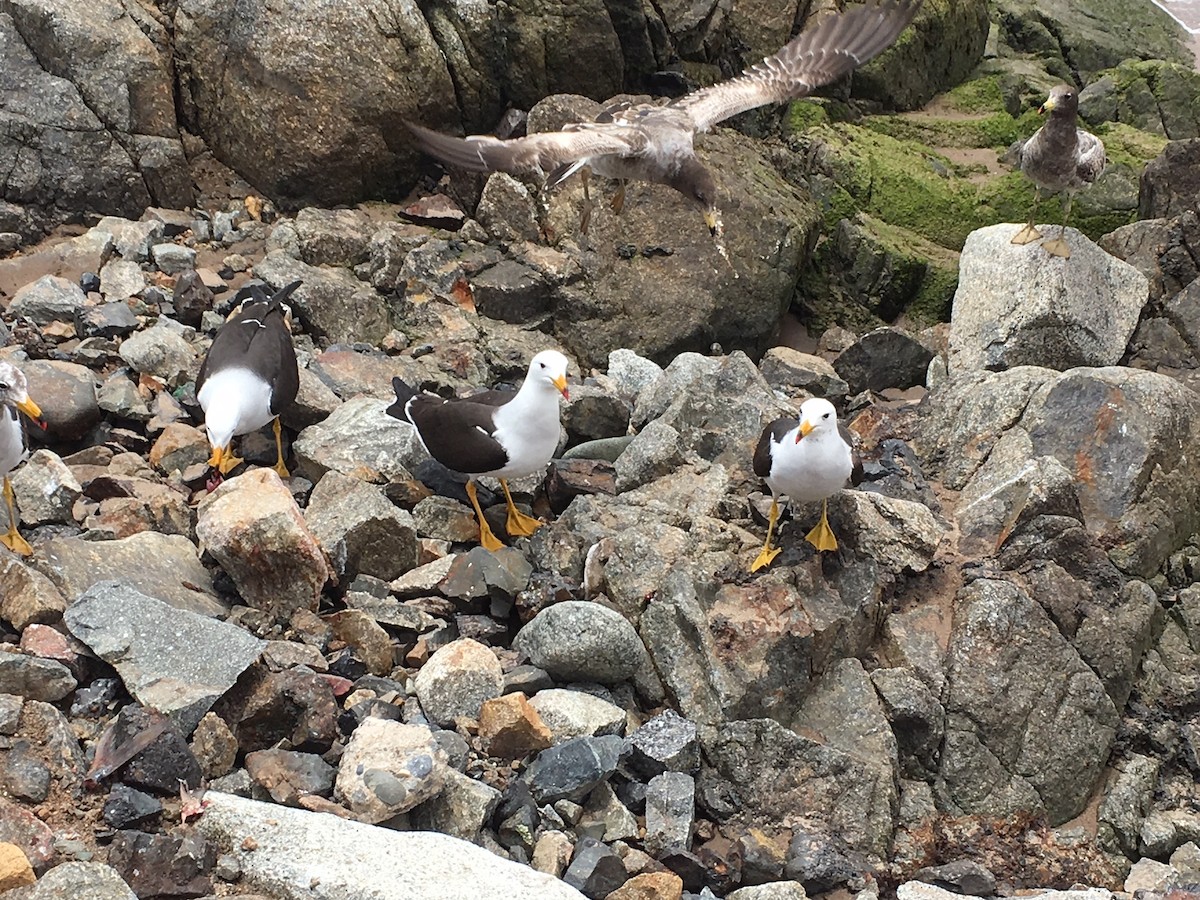 Belcher's Gull - ML74103671