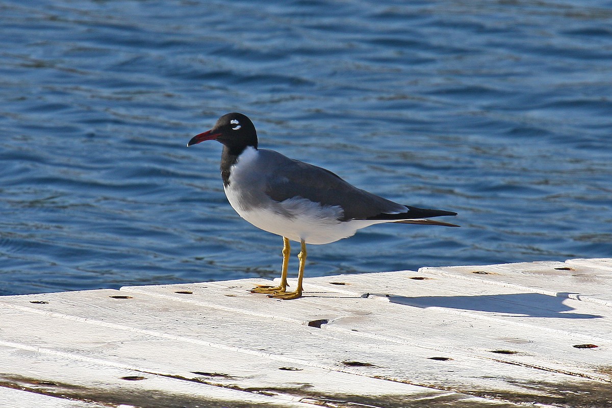White-eyed Gull - James Kennerley