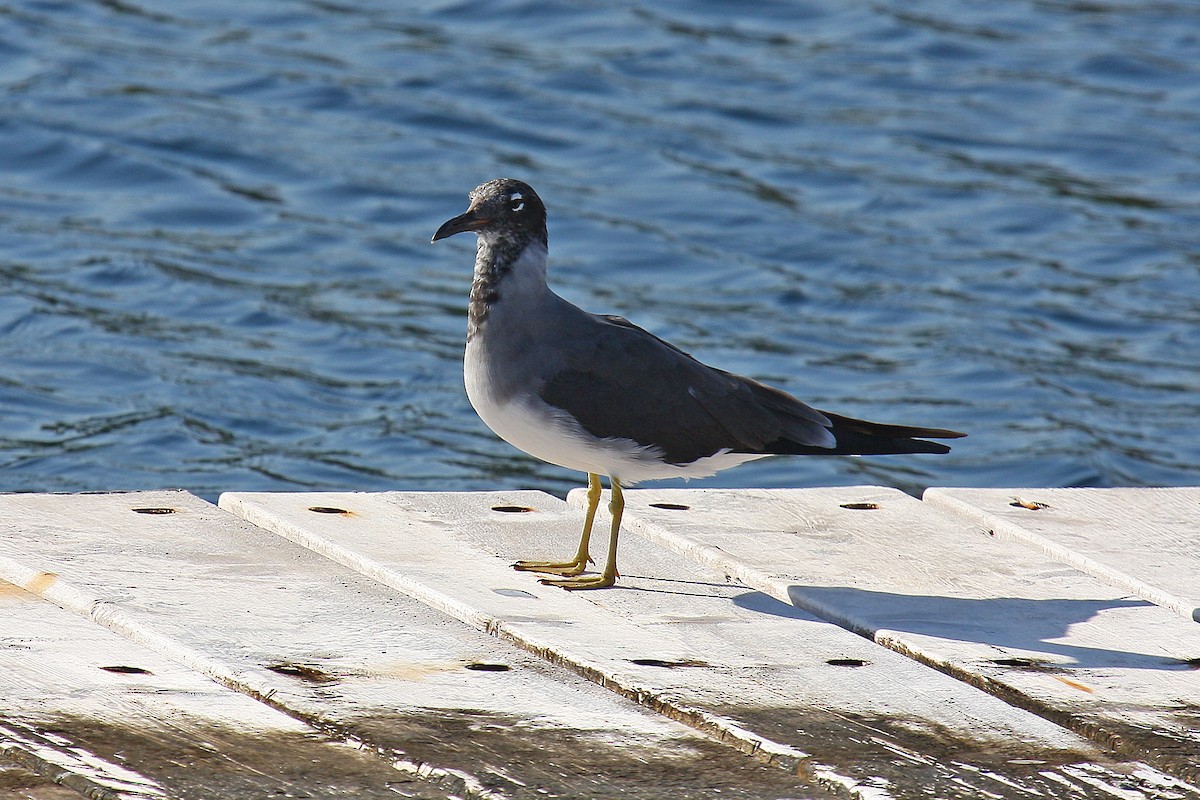 White-eyed Gull - ML74103771