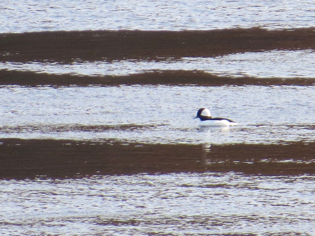 Bufflehead - ML74104091