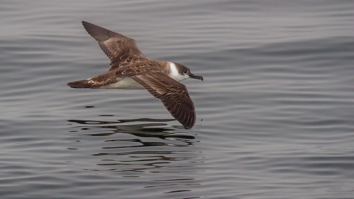 Great Shearwater - ML74104351