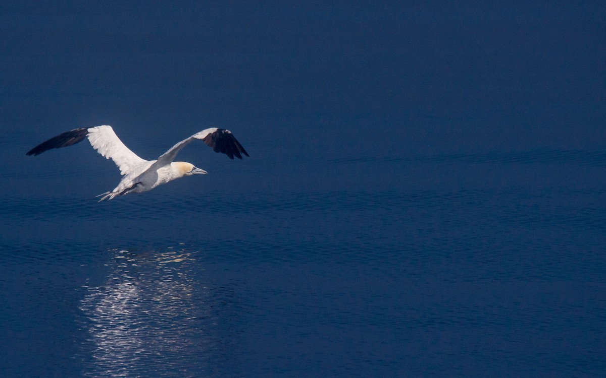 Northern Gannet - ML74104451