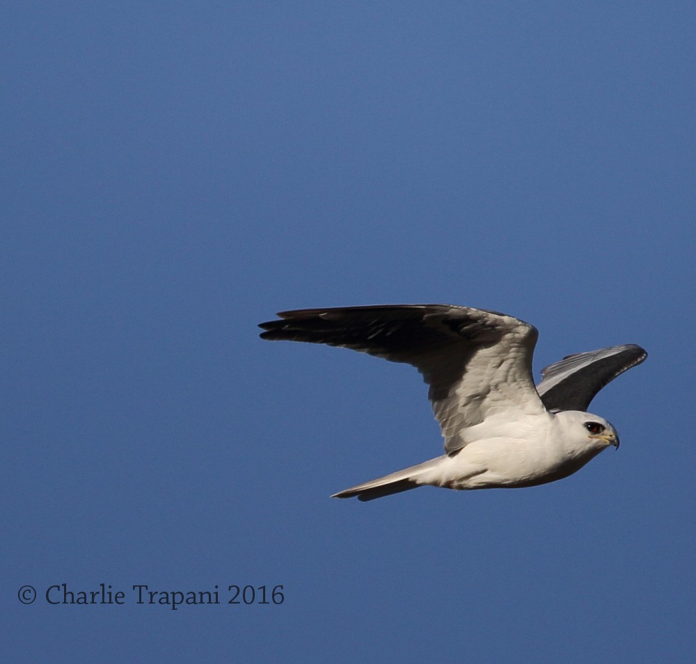 White-tailed Kite - Charlie Trapani