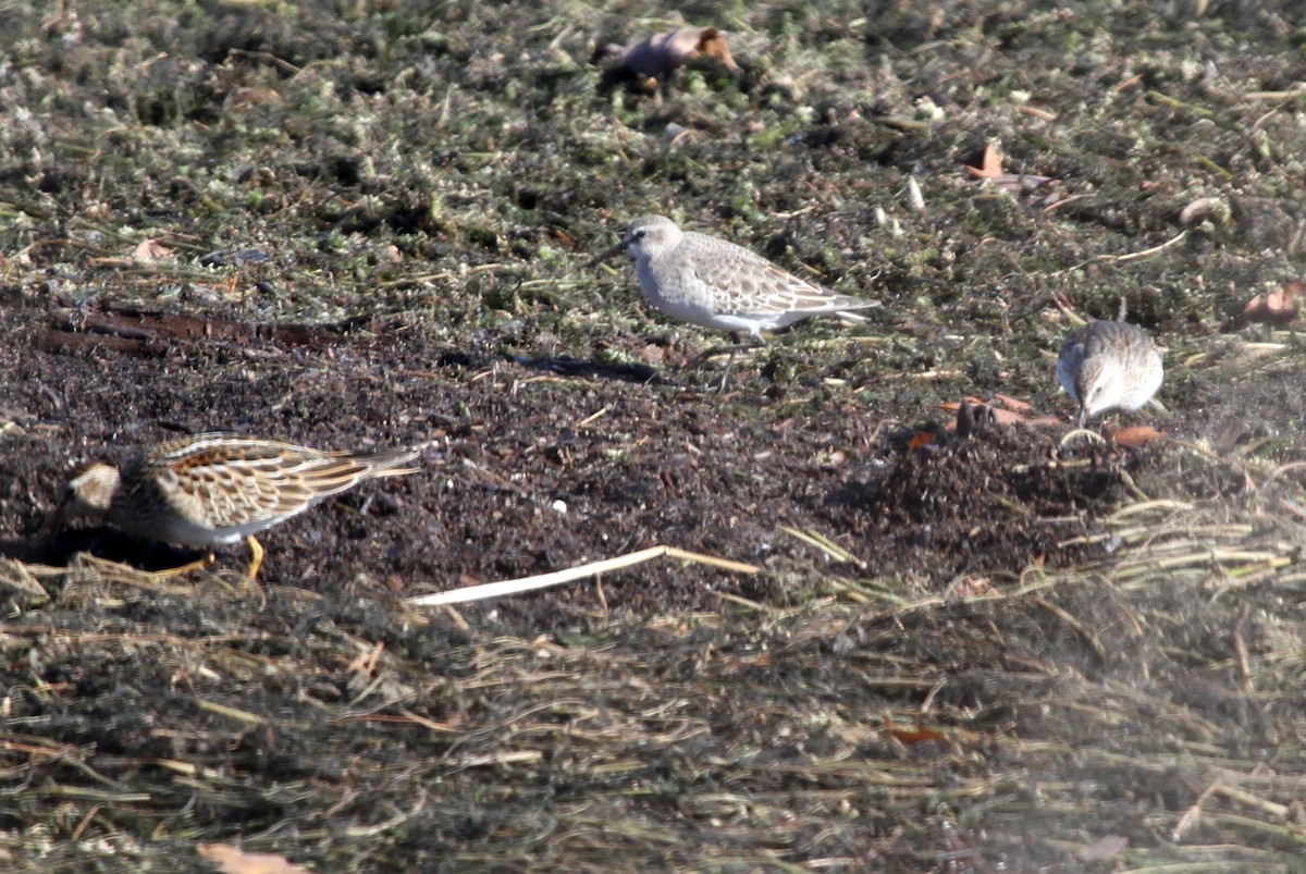 White-rumped Sandpiper - ML74106631