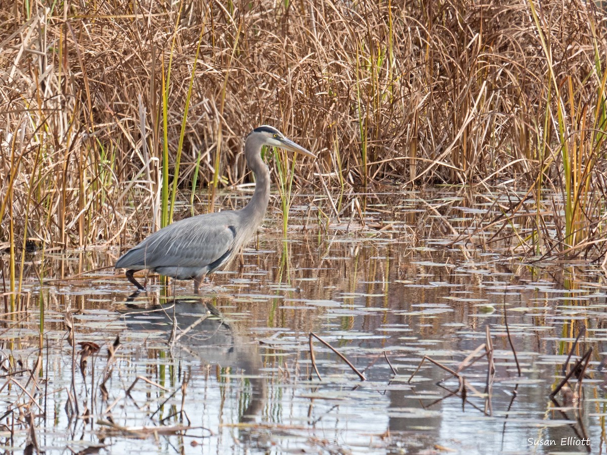 Garza Azulada - ML74107741