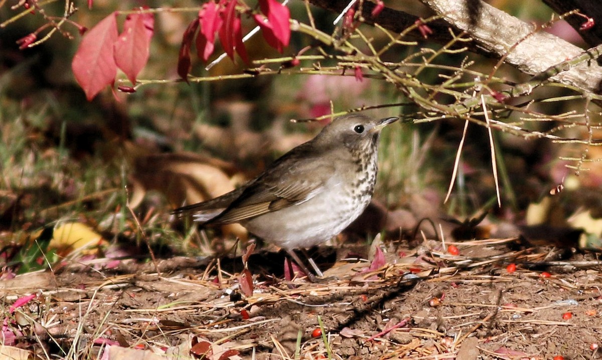 Gray-cheeked Thrush - ML74108201