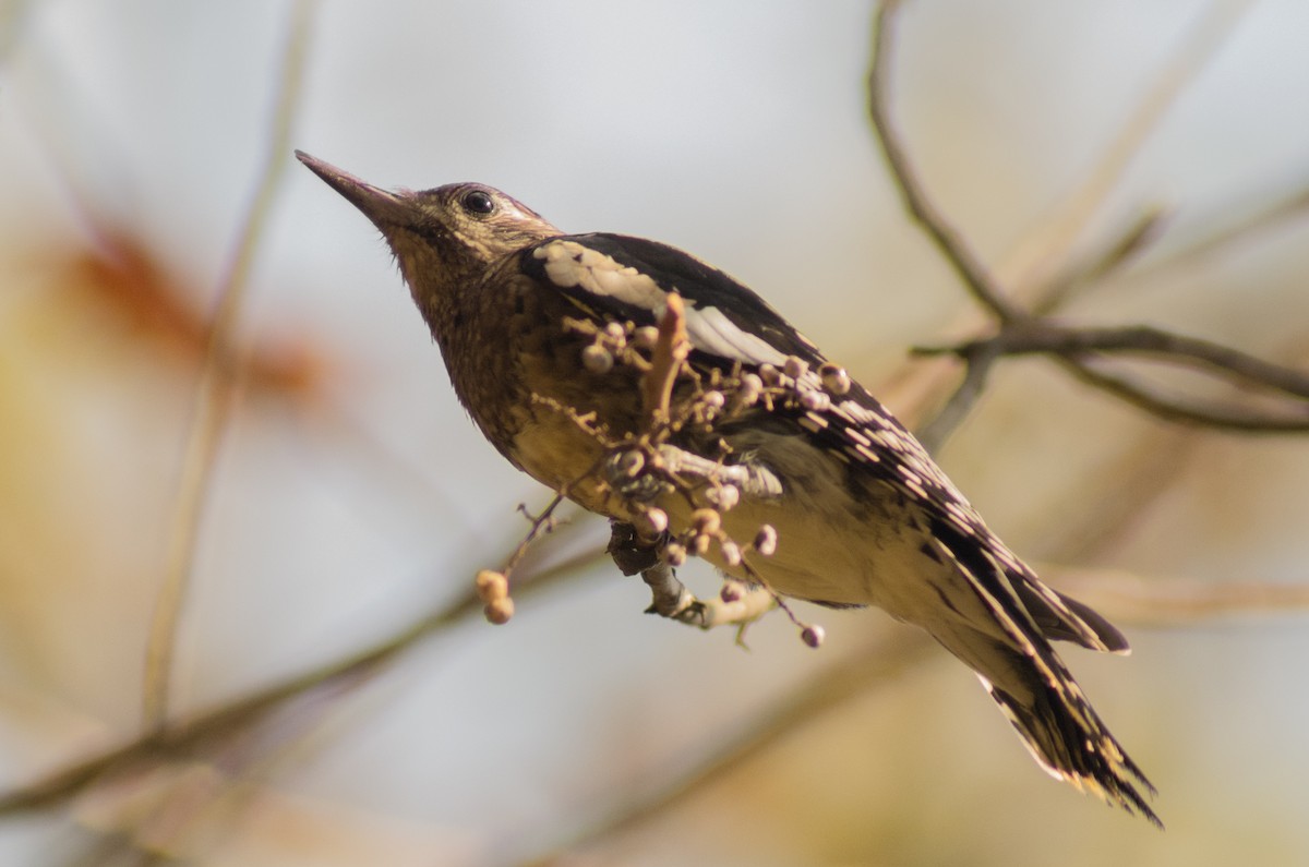 Yellow-bellied Sapsucker - ML74108261