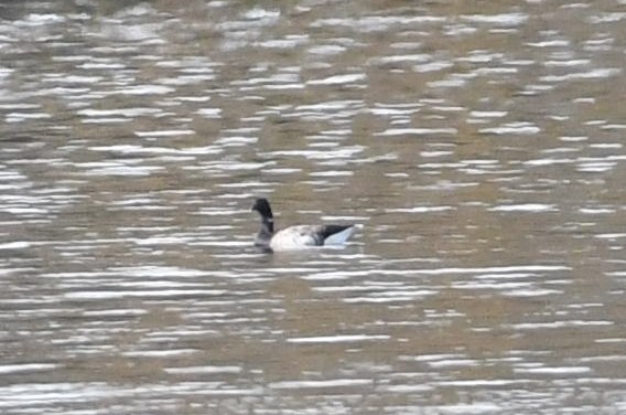 Brant - ML74109101