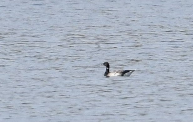 Brant - ML74110071