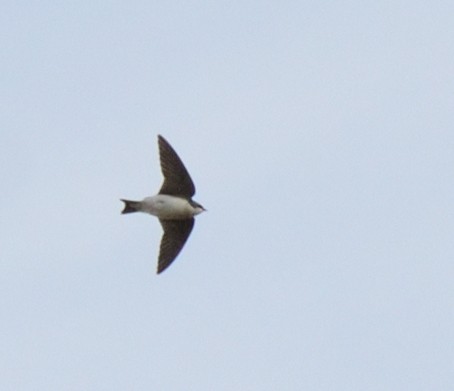 Golondrina Bicolor - ML74112171