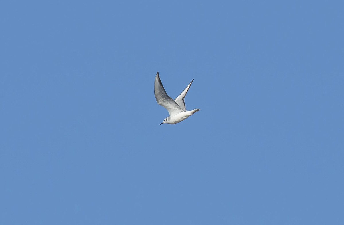 Bonaparte's Gull - ML74112241