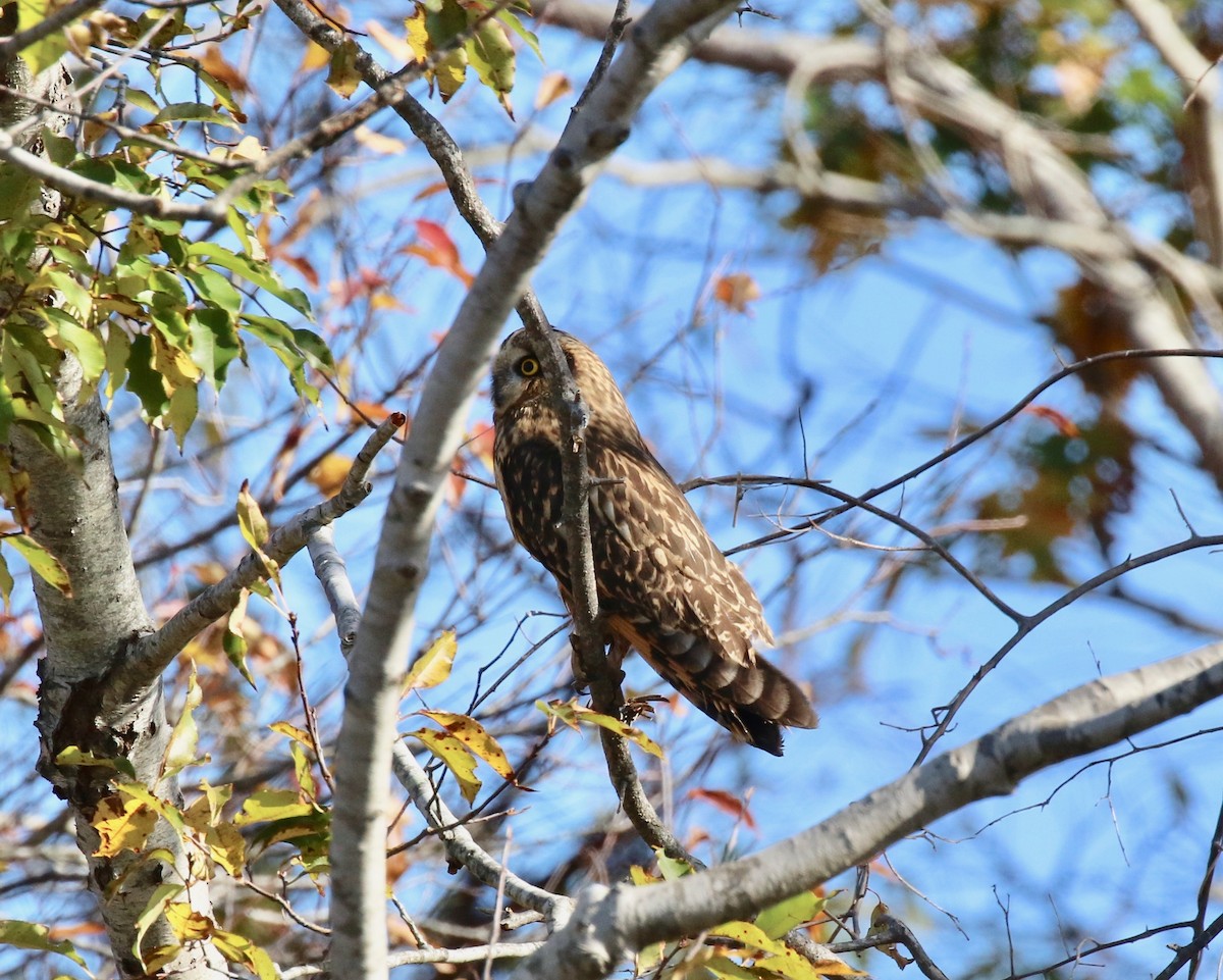 Búho Campestre - ML74112911