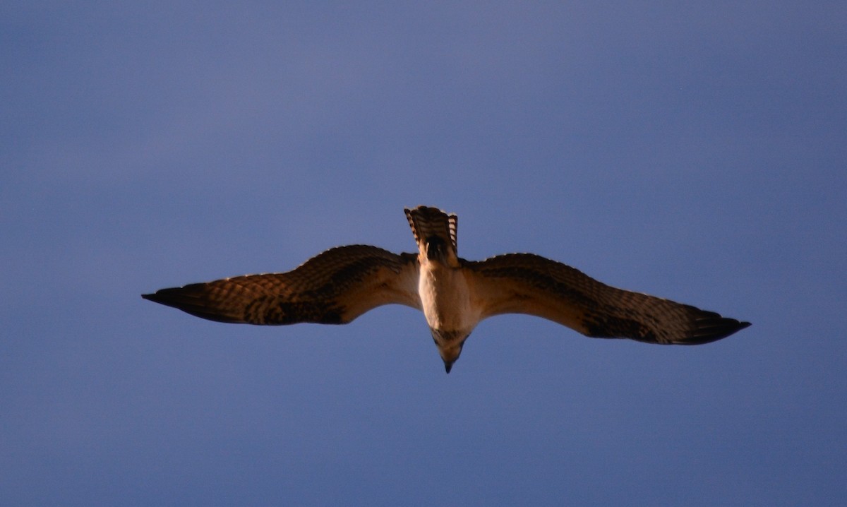 Osprey - ML74113801