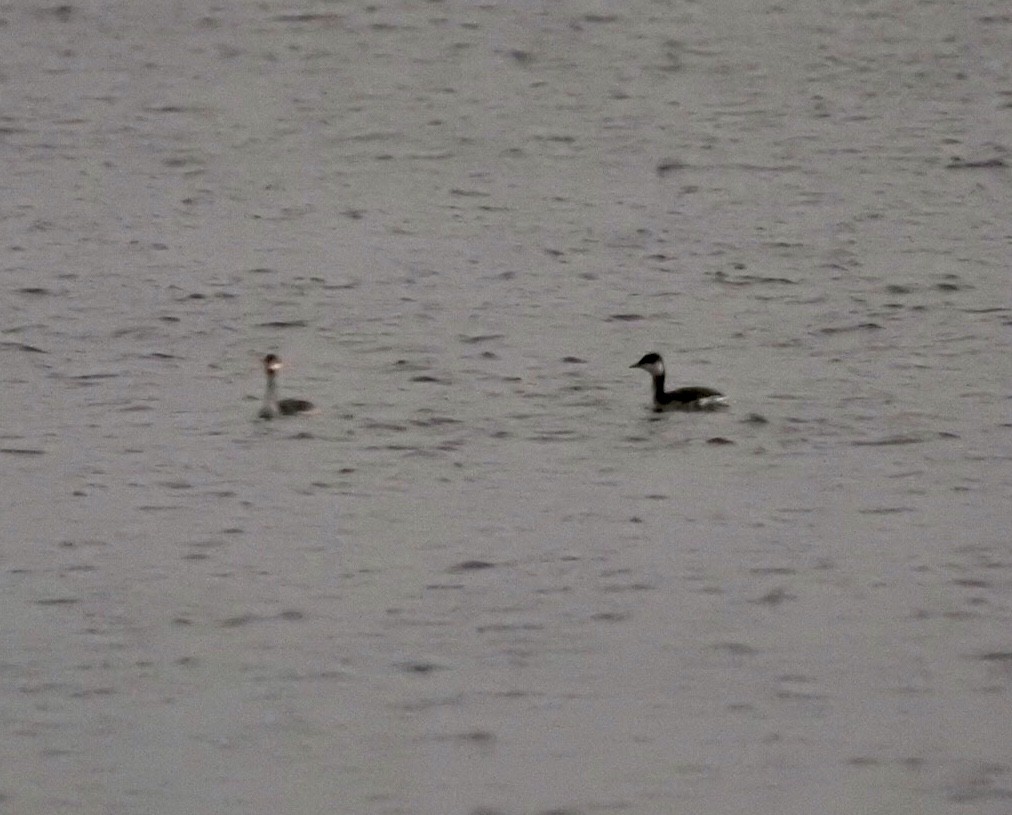 horndykker - ML74114551