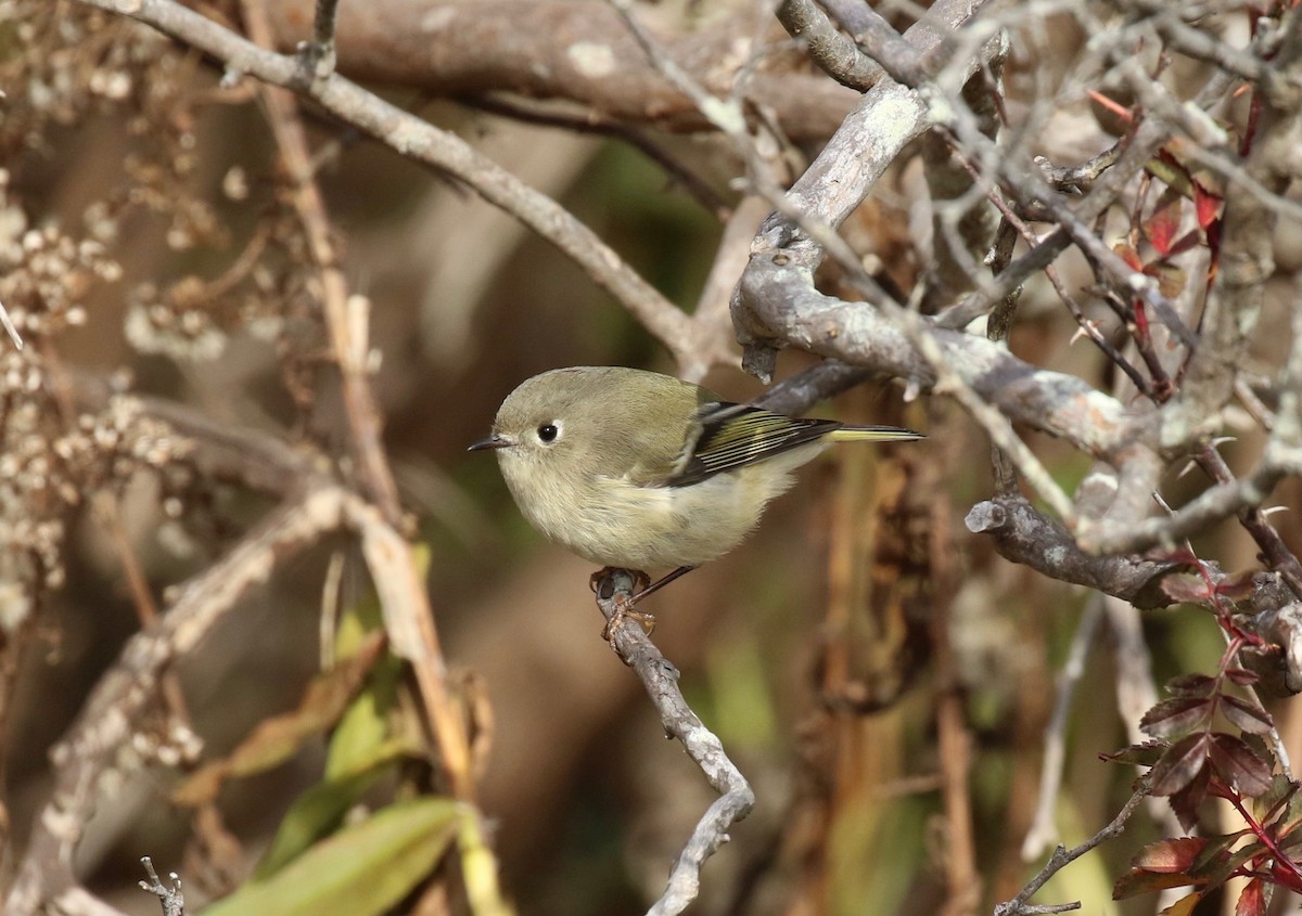 Ruby-crowned Kinglet - ML74114621