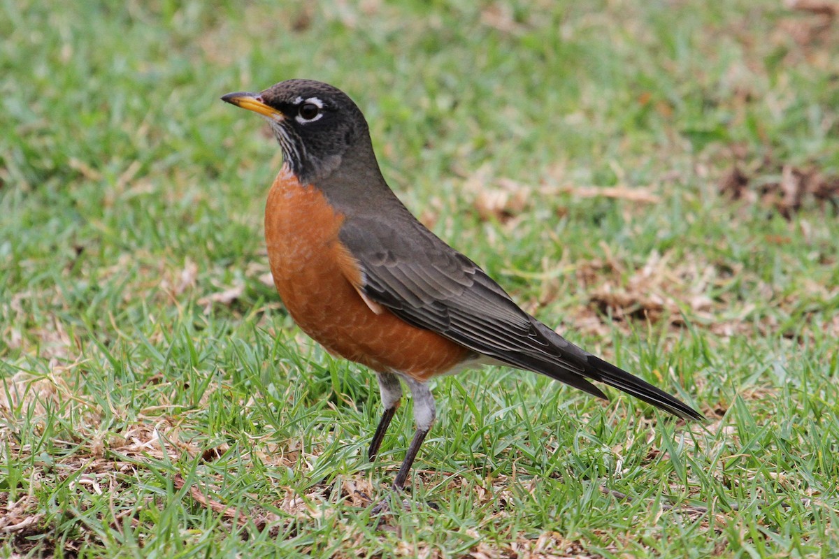 Zozo papargorria - ML74117391