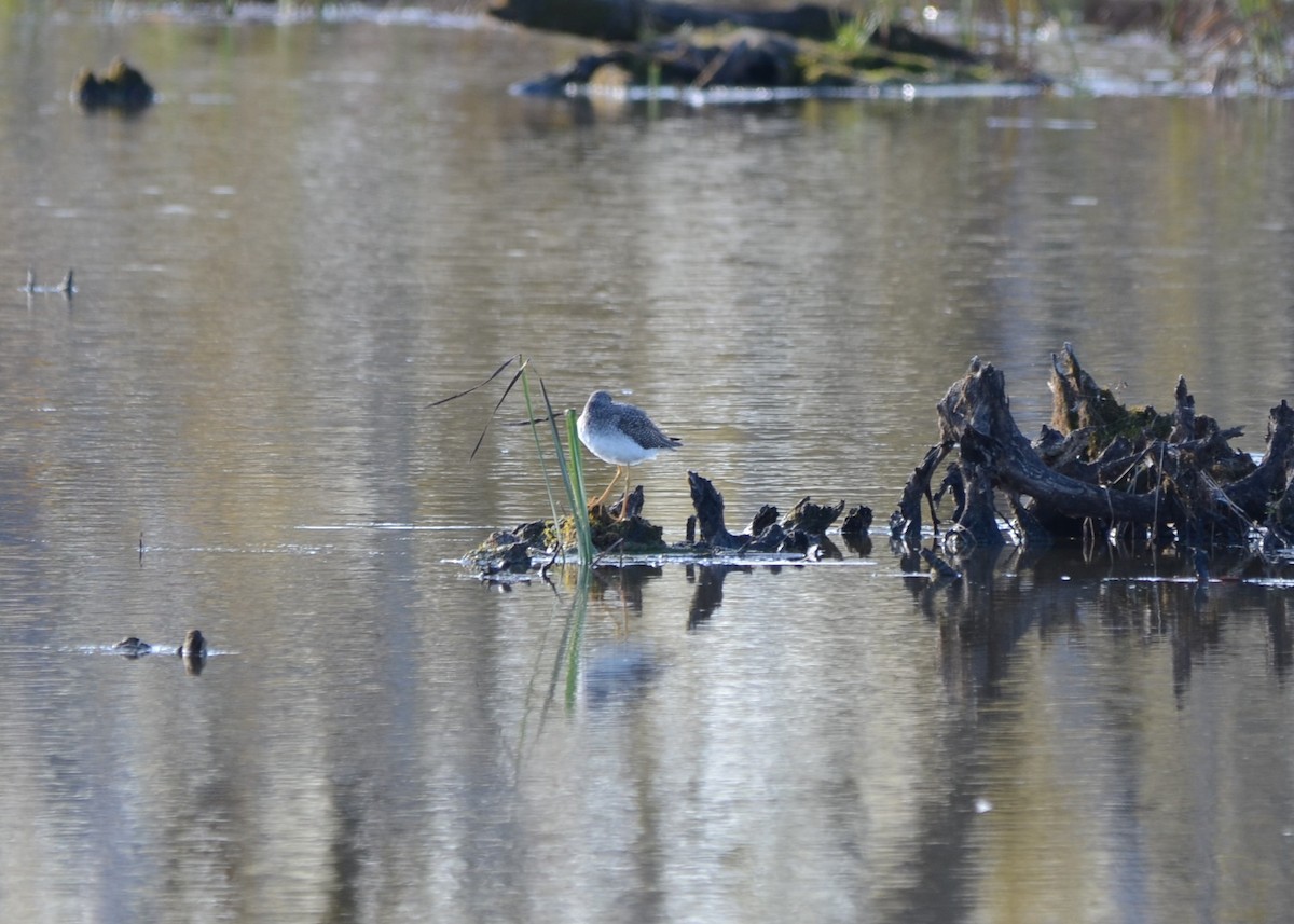 Greater Yellowlegs - ML74117731