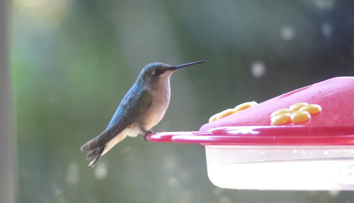 Ruby-throated Hummingbird - ML74118311