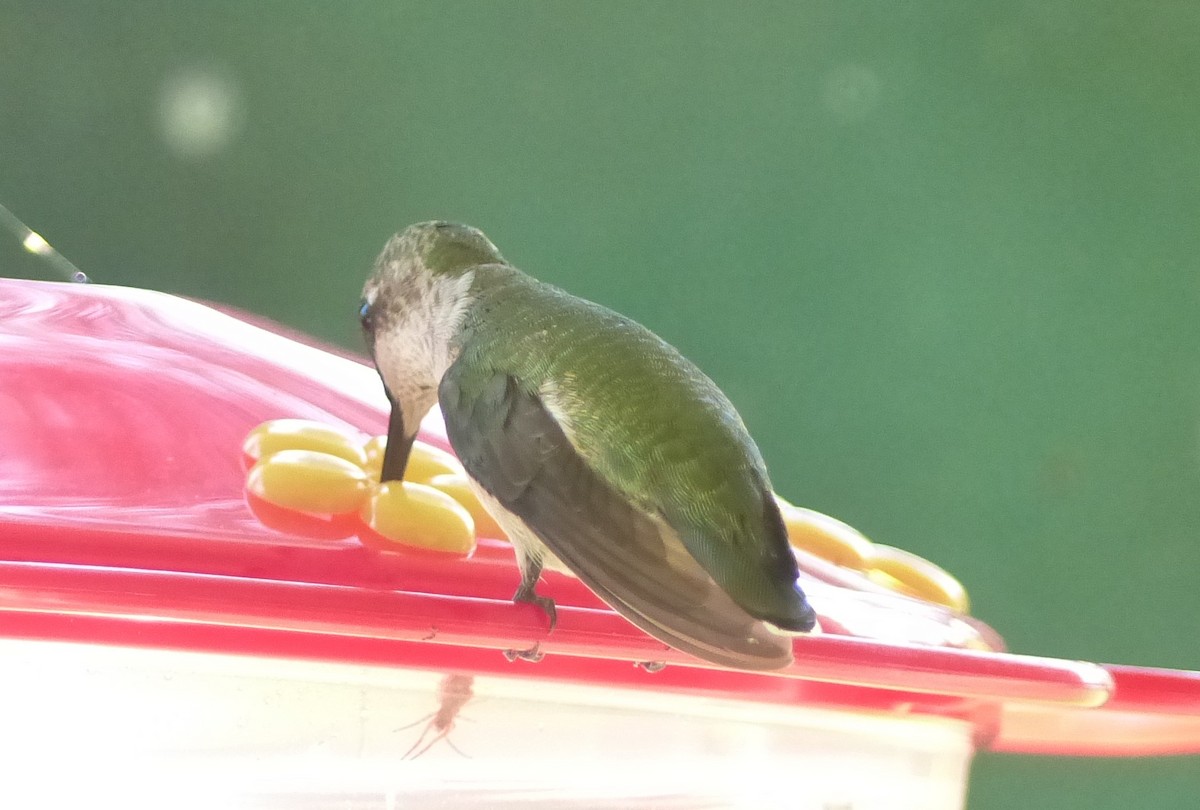 Ruby-throated Hummingbird - ML74118341