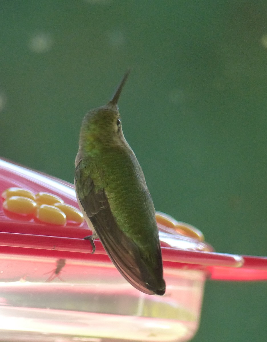 Ruby-throated Hummingbird - ML74118411