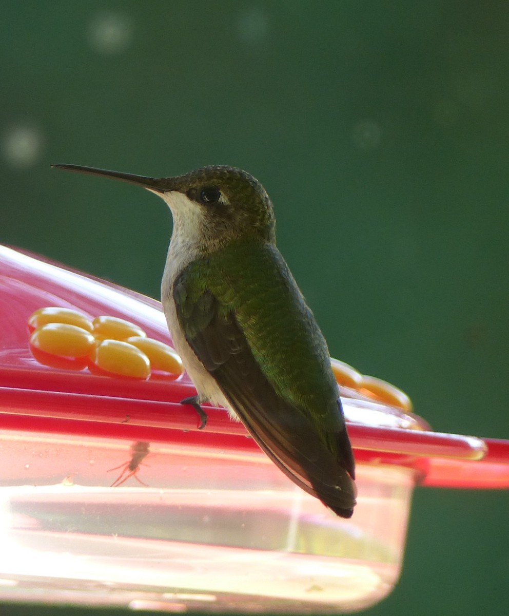 Ruby-throated Hummingbird - ML74118551