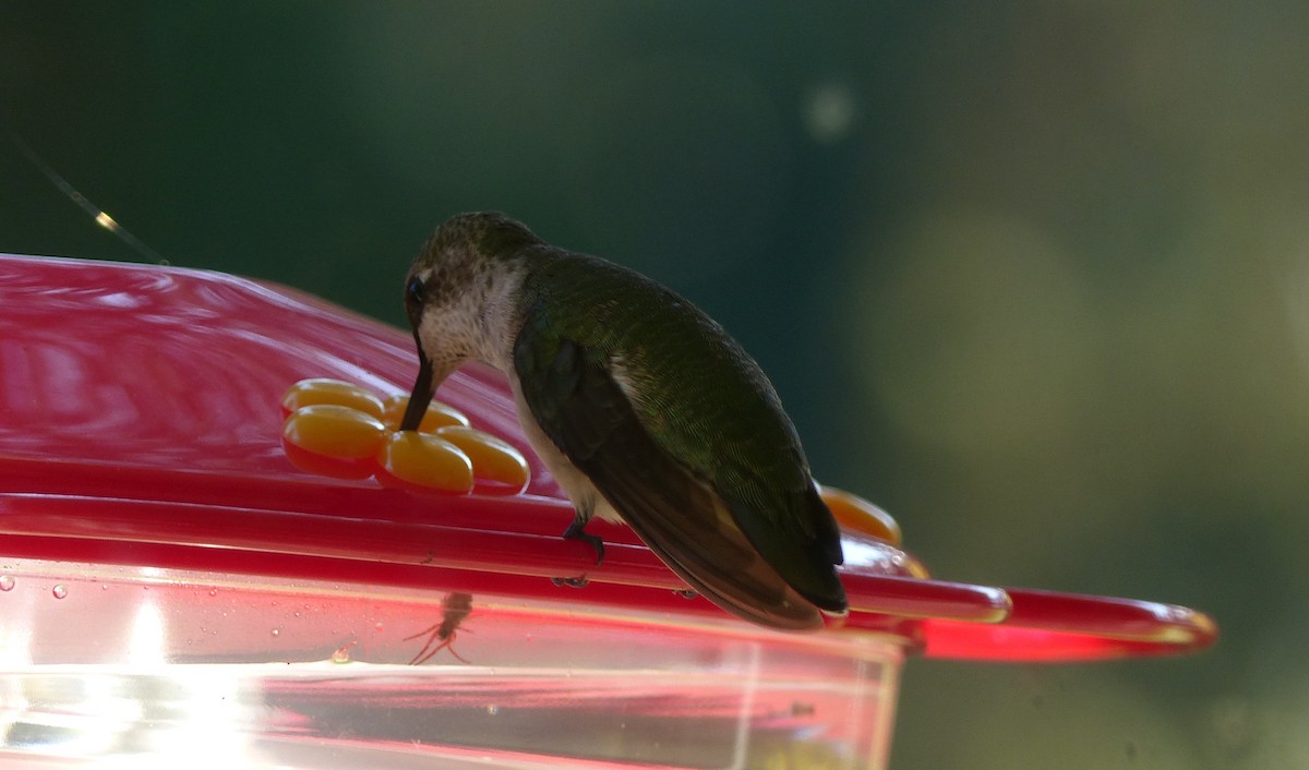 Ruby-throated Hummingbird - ML74118621