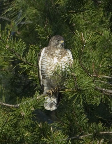 Broad-winged Hawk - Martin Wall