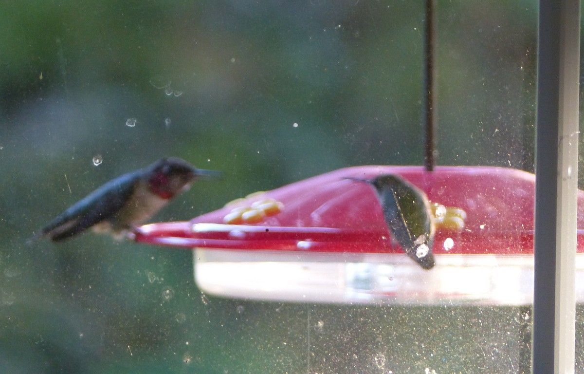 Ruby-throated Hummingbird - ML74119041