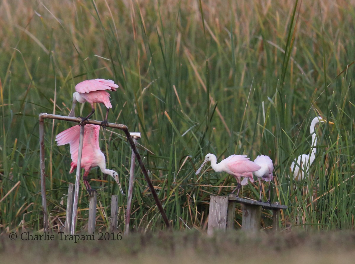 Roseate Spoonbill - ML74120411