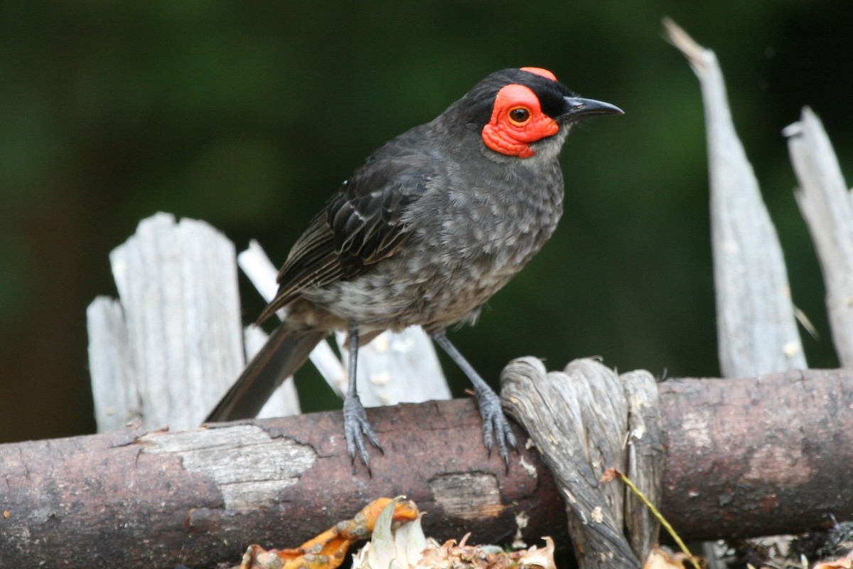 Smoky Honeyeater - ML74121411