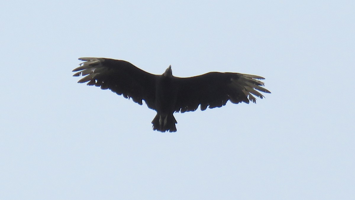 Black Vulture - ML74121491