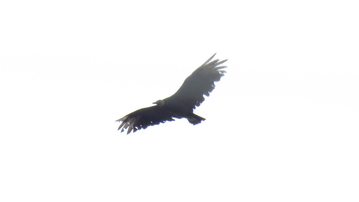 Black Vulture - ML74121501