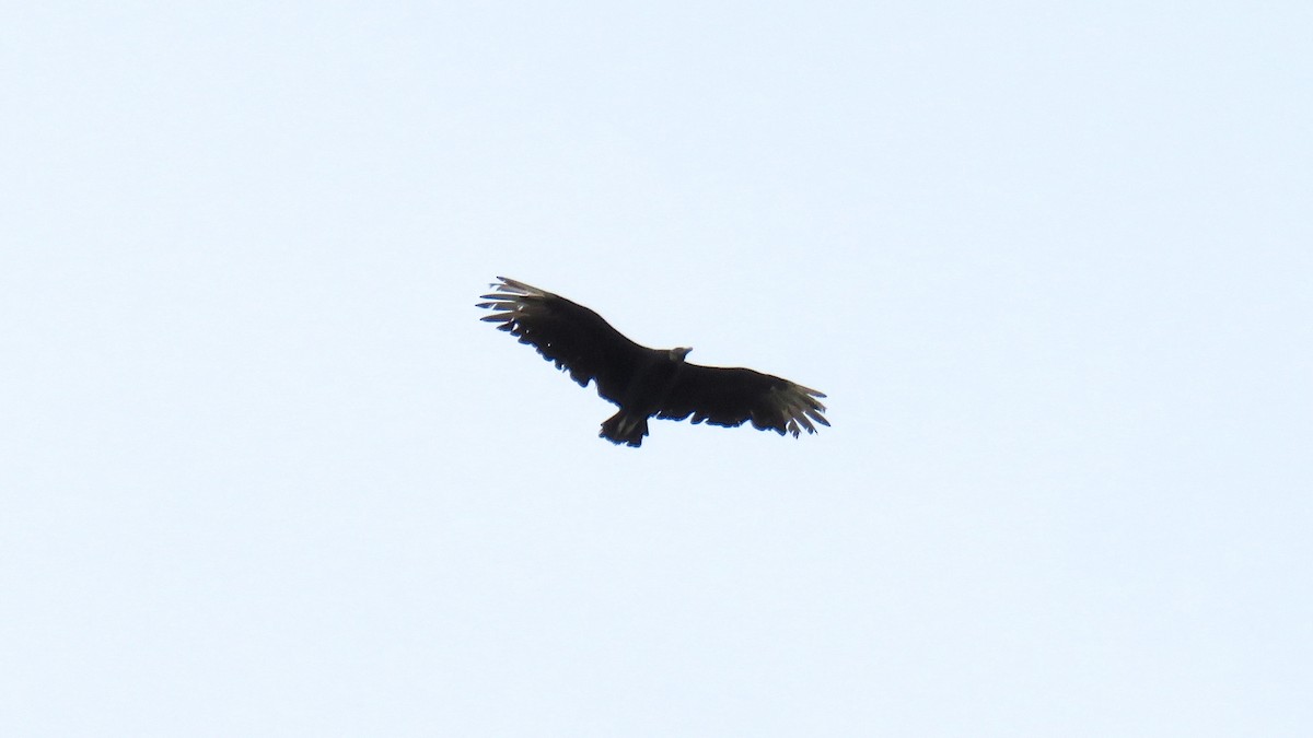 Black Vulture - ML74121551